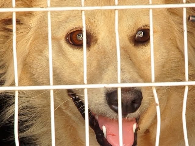 Охота на собак началась