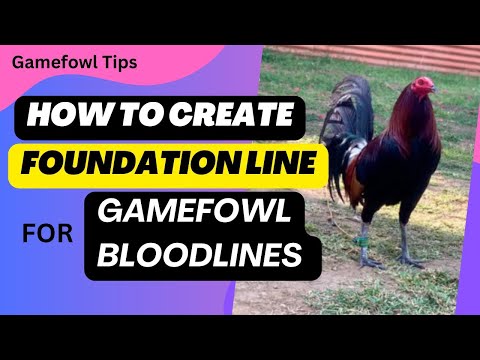 How to Create Foundation Lines for Gamefowl Bloodlines