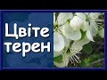 Украинские народные песни слушать. Цвіте терен 