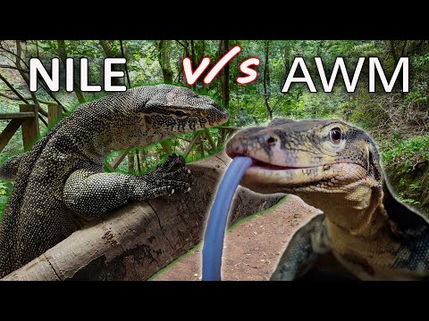 Which Is The Better Pet? | Asian Water Monitor v/s Nile Monitor