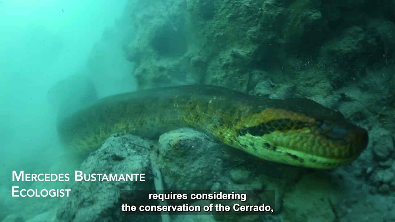 CMS COP15 Brazil - Official Video [short]
