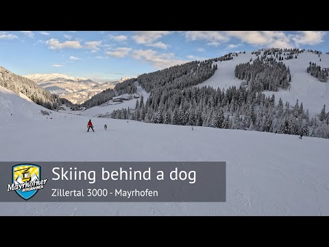Skifahren hinter einem Hund in Mayrhofen (Horberg) | Zillertal 3000
