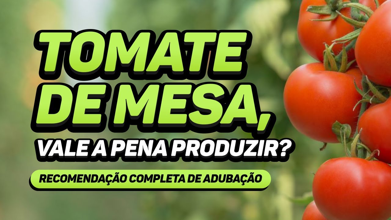 TOMATE DE MESA: recomendação completa de adubação e produção