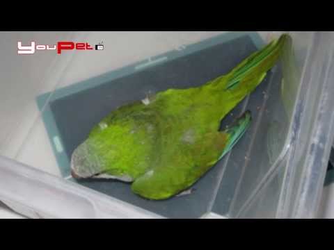 Fonte di carne di maiale di helminths Da vermi per un cucciolo di un chikhu