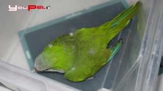 Pappagalli. I pericoli sono in casa