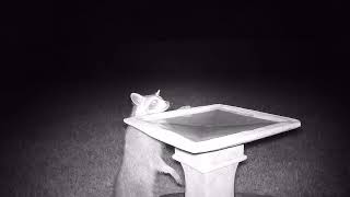 Lowe's Square Birdbath (H Buff Concrete) - Quick Look