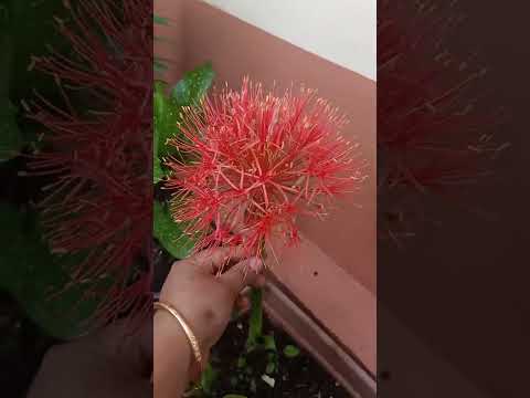 My Garden's Football Lilies have Beautifully Bloomed //Fahmida's Gardening#shorts