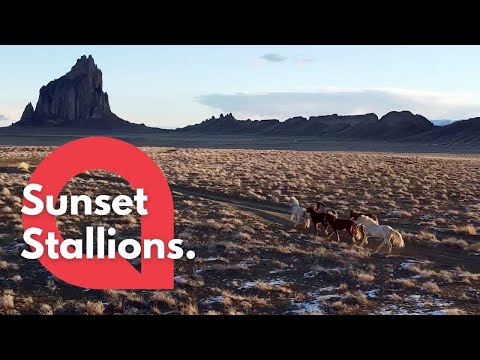 This drone footage shows a herd of wild horses as they gallop down a desert road at sunset | SWNS