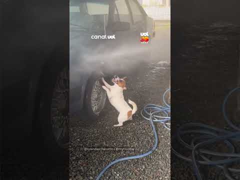 Cachorrinha transforma lavagem de carro em festa com jato de água