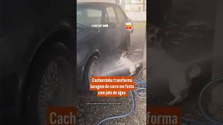 Cachorrinha transforma lavagem de carro em festa com jato de água
