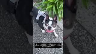 犬あるある 帰路途中で散歩断念 #ボストンテリア