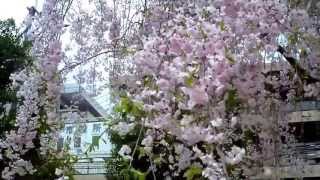 preview picture of video '大阪・枚方 岡東中央公園の枝垂桜 2013/04 A weeping cherry tree'