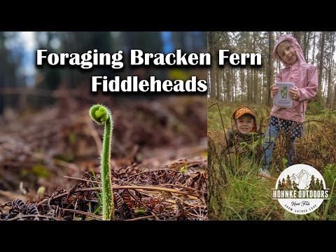 Foraging Bracken Fiddleheads with storms and Leeches - EP 23