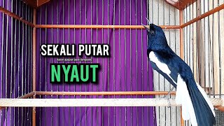 Download lagu SUARA BURUNG kacer gacor NGEPLONG tarung ini paling ampuh buat PANCINGAN KACER agar EMOSI NYAUT mp3