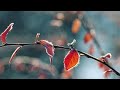 Scott Buckley - Permafrost