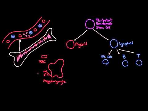 Blood cell lineages