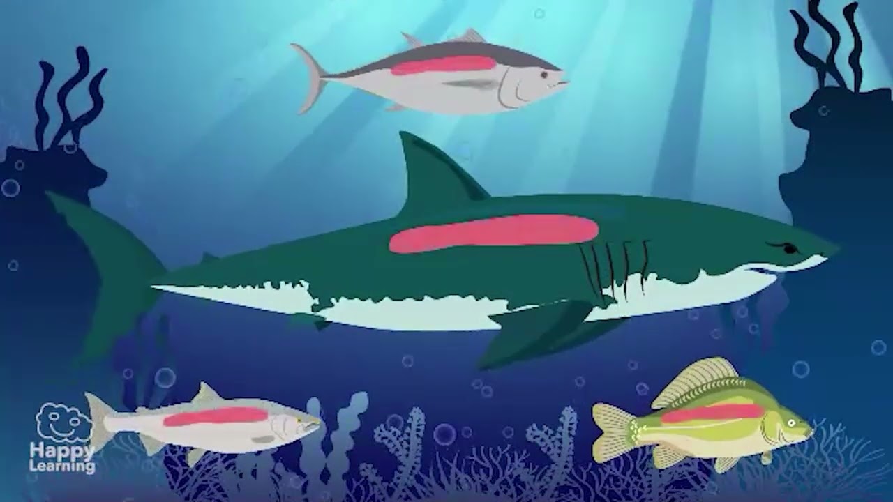 🐟 FISH: HOW DO THEY BREATHE UNDERWATER? | Educational Videos for Children | @HappyLearningEN