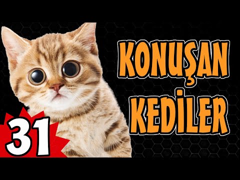 Konuşan Kediler 31 - En Komik Kedi Videoları - Komik Kedi Videosu