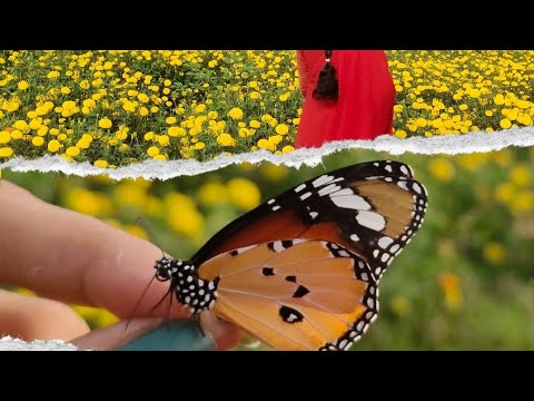 My garden flowers| My garden vlog| Flowers #gardenflowers #trending #mygarden Vlogs