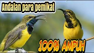 Download lagu Suara Pikat Sogok Ontong ribut , suara keras dan jernih 100% ampuh mp3 Download lagu Suara Pikat Sogok Ontong ribut , suara keras dan jernih 100% ampuh mp3