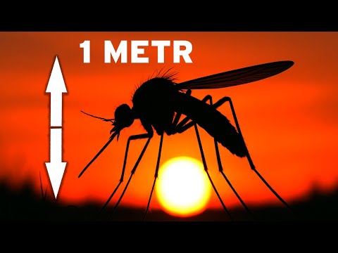 Karbon: Wiek, w którym gigantyczne owady rządziły Ziemią! Dokumentalny Kosmosie