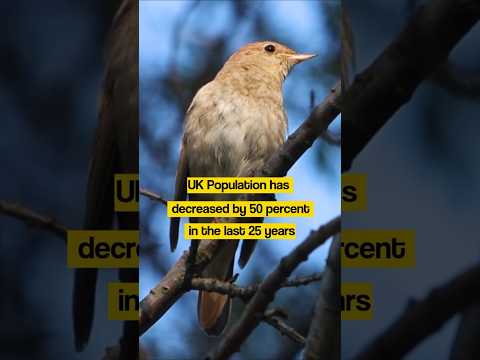 Bird Sounds - The Nightingale Song #birds