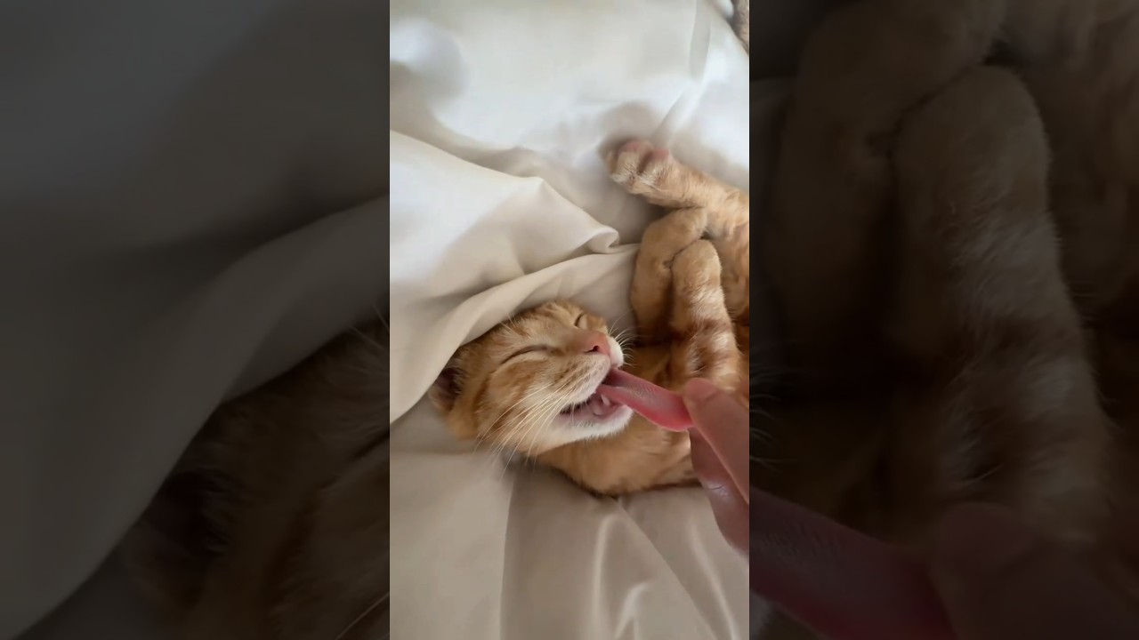 Are cats alert when they sleep?