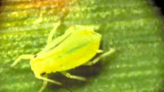 Homoptera stuff and stuff