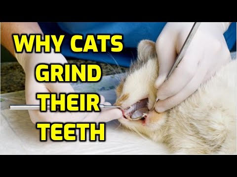 What Are The Causes Of Teeth Grinding In Cats?