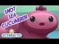 The Best 19 Snot Sea Cucumber Pictures