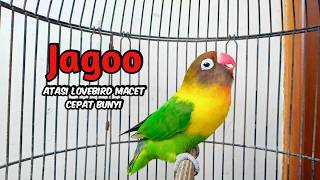 Download lagu Lovebird Gacor Ngekek Panjang JAGO Memancing BUNYI, SEKALI PUTAR Pasti LANGSUNG NYAUT mp3