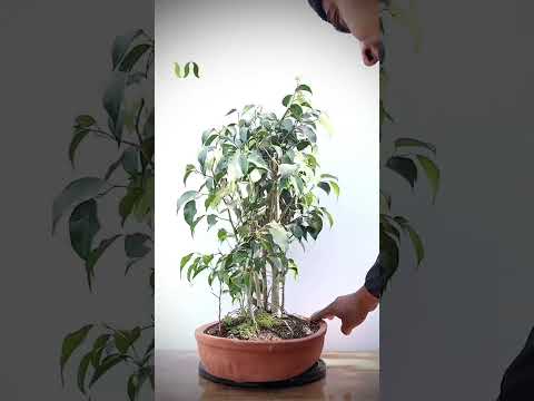 Ficus Benjamina Forest #shorts