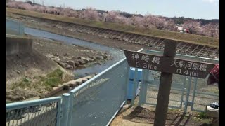 2025_03_20南足柄市　あしがら花紀行②[春木径・幸せ道 春めき桜並木道].wmv