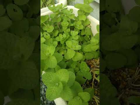 フィールドミント 植物