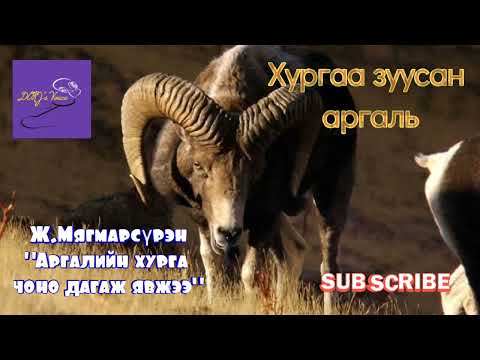 Ж.Мягмарсүрэн "Аргалийн хурга чоно дагаж явжээ"