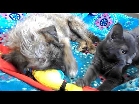 Harry, an adopted Norfolk Terrier & Border Terrier Mix in Glendale, AZ_image-1