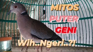Download lagu MITOS PUTER GENI. @sugitokambojaBF mp3 Download lagu MITOS PUTER GENI. @sugitokambojaBF mp3