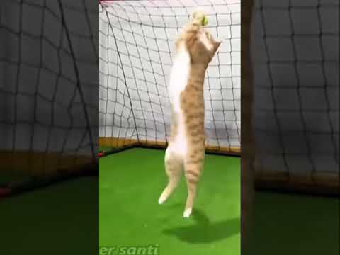 Pov￼ lev Yashin’s cat￼￼