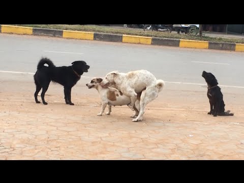 Three Boy Dogs Fighting To Get Beautiful Girl Dog, Dog Meeting In My Village