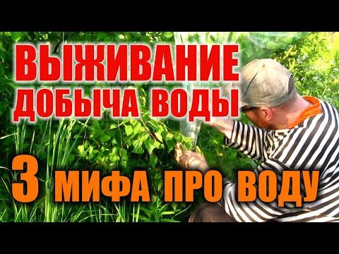 КАК НАЙТИ ВОДУ В ЛЕСУ. ДОБЫЧА ВОДЫ ПРИ ЧС. Известные способы добычи воды  - правда или миф. Бушкрафт