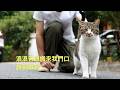 Stray Cat Brothers Keep Their Promise Staying Put And Never Going Back