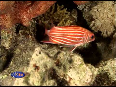 Silverspot squirrelfish (Sargocentron caudimaculatum)