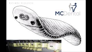Download lagu MC Dental - kalimba freestyle  (2020)  [Full Album] mp3
