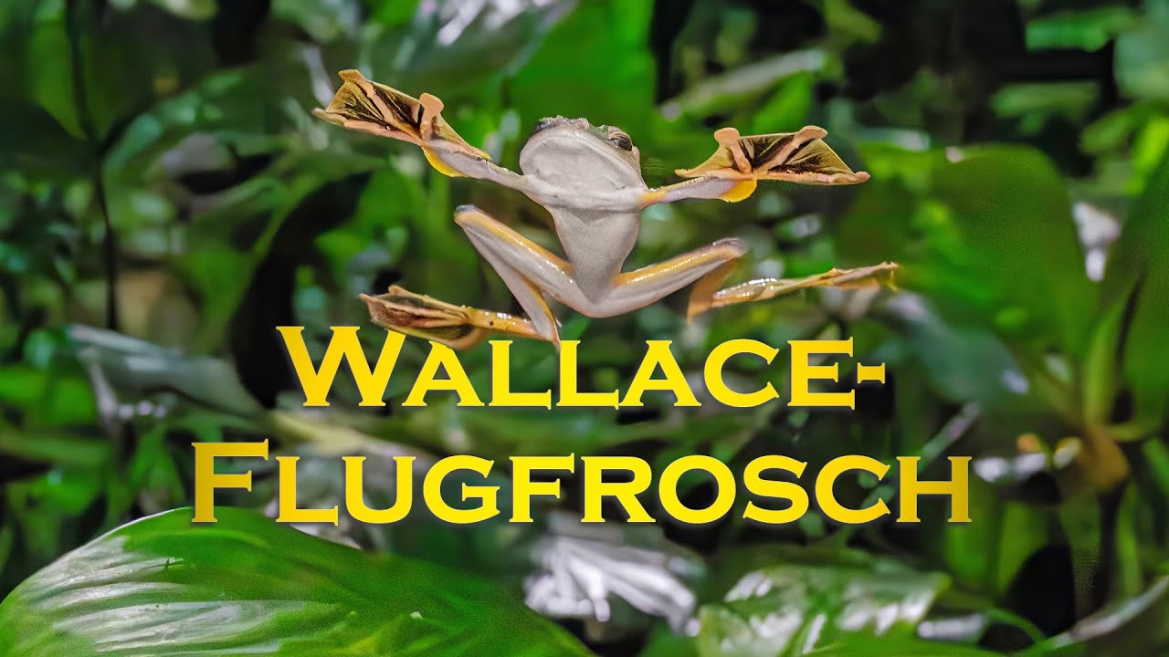 youtube video id=O-Xlur0qcsE