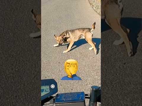 Unexpected! #dogs #motorcycle #motovlog #danger