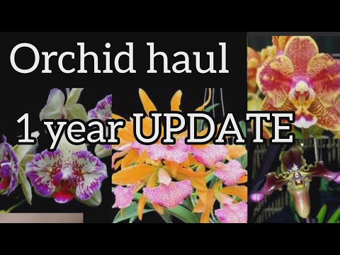 Schwerter Orchid haul 1 year UPDATE