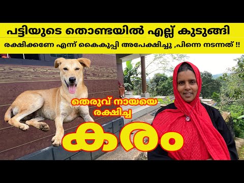തൊണ്ടയിൽ എല്ല് കുടുങ്ങിയ  തെരുവ് നായയെ രക്ഷിച്ച  കരം  #dog #doglove #wayanad #forest #nature