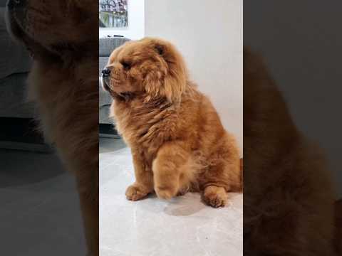 Just realised my dog full potential 😅