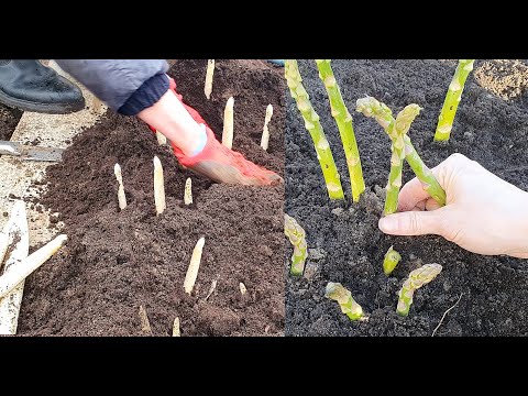How to grow green and white asparagus in a garden bed, in the field. Vademecum asparagus cultivation