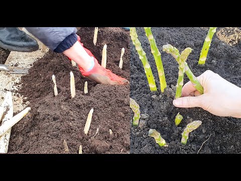 , title : 'Jak Uprawiać szparagi zielone i białe na grządce w ogródku i na polu. Uprawa szparagów #ogród'
